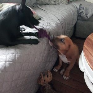 Meet your Posher, Dixie